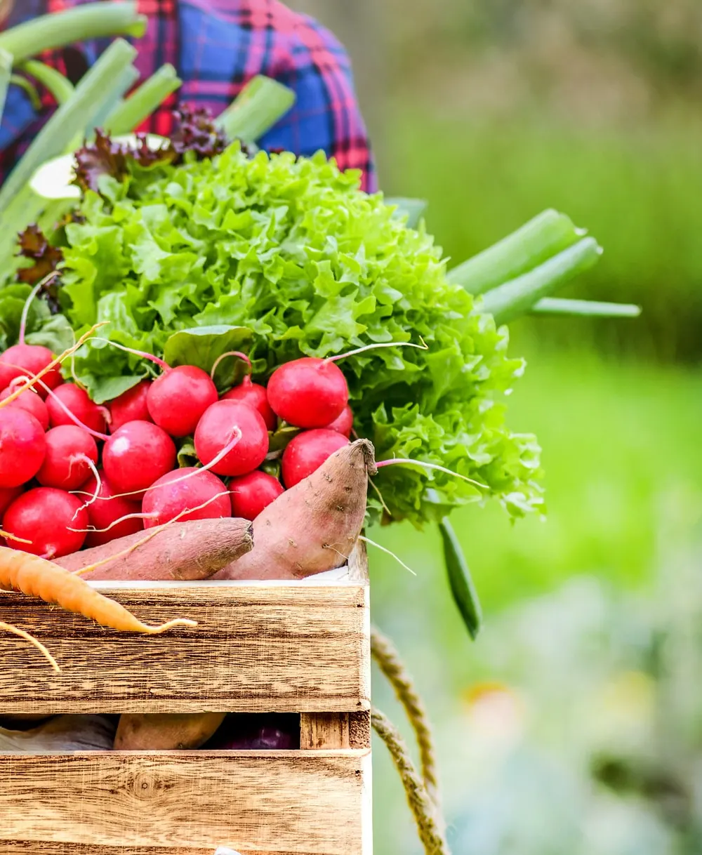 A wooden crate of freshly picked radishes, lettuce, sweet potatoes and spring onions